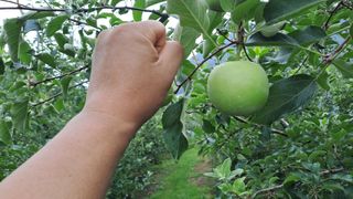 흑포님의 사과 · 영농일지 작성글 사진