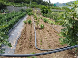 최정윤님의 기타작물 · 영농일지 작성글 사진