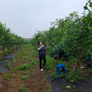 이유선님의 기타작물 · 영농일지 작성글 사진