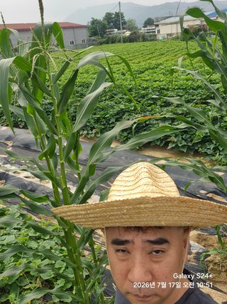 이덕전님의 고추 · 영농일지 작성글 사진