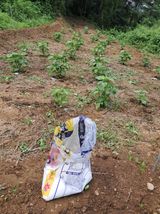 팜모닝 벼·영농일지 게시글 이미지