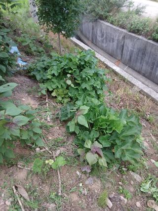 엄기덕님의 토마토 · 영농일지 작성글 사진