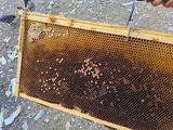 발해인님의 작성글 사진