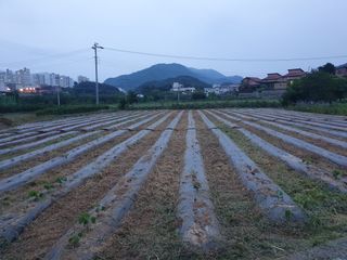 농부님의 들깨 · 영농일지 작성글 사진