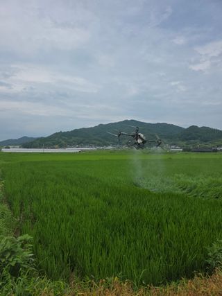 통큰열매님의 벼 · 영농일지 작성글 사진