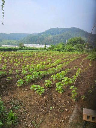 곤지암부곡농부김동천님의 기타작물 · 영농일지 작성글 사진