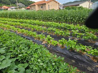 경달현님의 고추 · 영농일지 작성글 사진