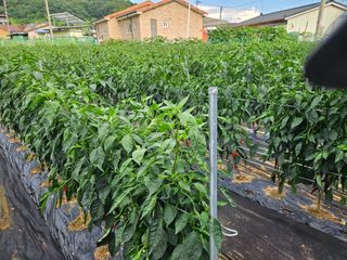 경달현님의 고추 · 영농일지 작성글 사진