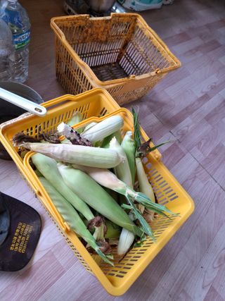 백영호님의 고추 · 영농일지 작성글 사진