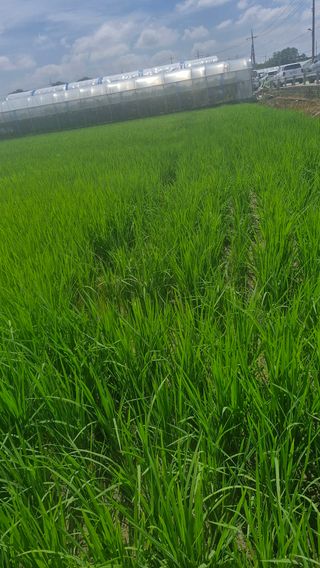 김홍례님의 벼 · 영농일지 작성글 사진