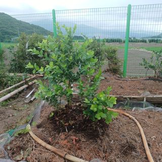 正覺님의 기타작물 · 영농일지 작성글 사진
