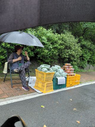서기종님의 토마토 · 영농일지 작성글 사진
