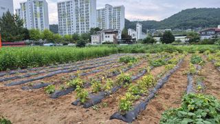 신안광열님의 들깨 · 영농일지 작성글 사진