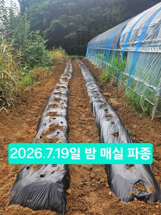 멧돼지님의 기타작물 · 영농일지 작성글 사진
