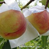 달맛햇복숭아농원님의 작성글 사진