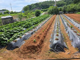 편점님의 들깨 · 영농일지 작성글 사진