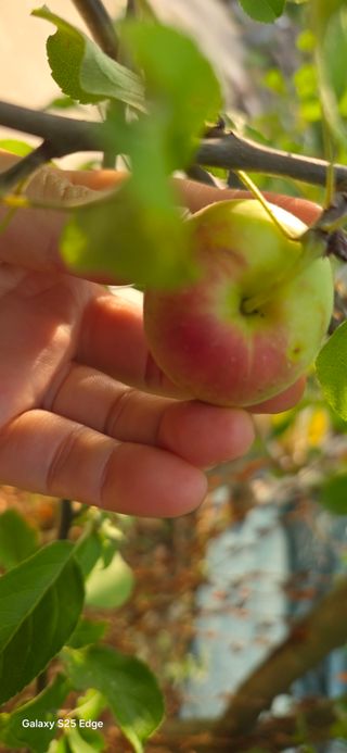 경주농장님의 토마토 · 영농일지 작성글 사진