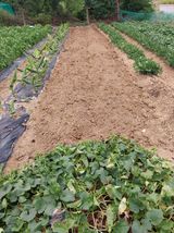 팜모닝 기타작물·영농일지 게시글 이미지