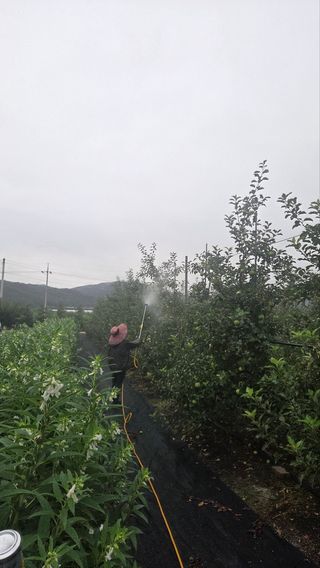 봉좌산님의 사과 · 영농일지 작성글 사진