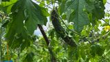 팜모닝 기타작물·영농일지 게시글 이미지