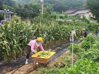 안나님의 옥수수 · 영농일지 작성글 사진