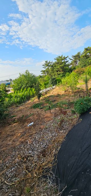 설장구님의 기타작물 · 영농일지 작성글 사진