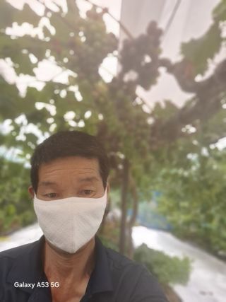 조연만님의 포도 · 영농일지 작성글 사진