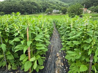藝園님의 들깨 · 영농일지 작성글 사진