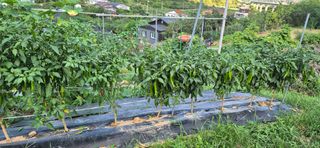 달맞이할배님의 기타작물 · 영농일지 작성글 사진