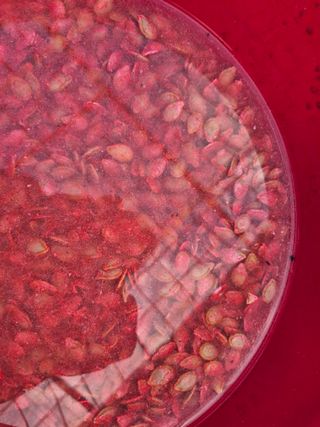 늘햇살팜 님의 기타작물 · 영농일지 작성글 사진