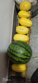 팜모닝 호박·영농일지 게시글 이미지