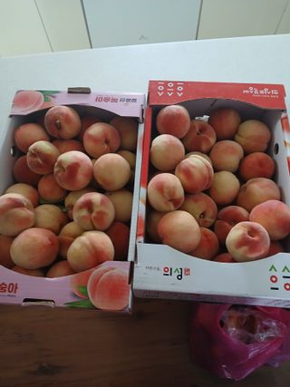 최영묵님의 복숭아 · 영농일지 작성글 사진