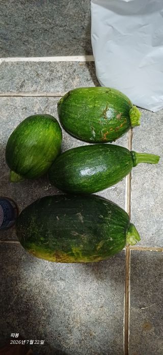 남궁봉님의 호박 · 영농일지 작성글 사진