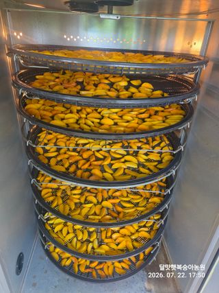 달맛햇복숭아농원님의 복숭아 · 영농일지 작성글 사진