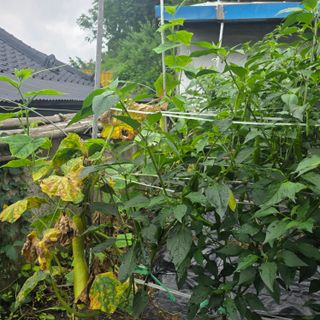 오케바리(옥경종)님의 콩 · 영농일지 작성글 사진