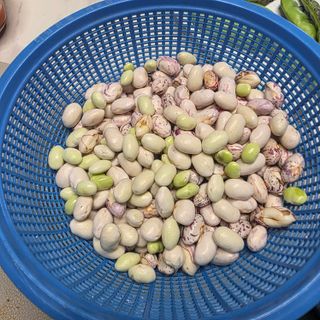 오케바리(옥경종)님의 콩 · 영농일지 작성글 사진
