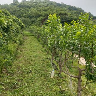 가로수님의 기타작물 · 영농일지 작성글 사진