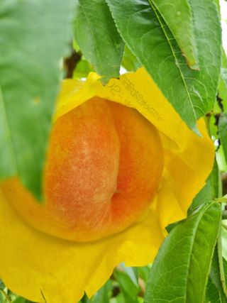 논산푸른팜님의 복숭아 · 영농일지 작성글 사진