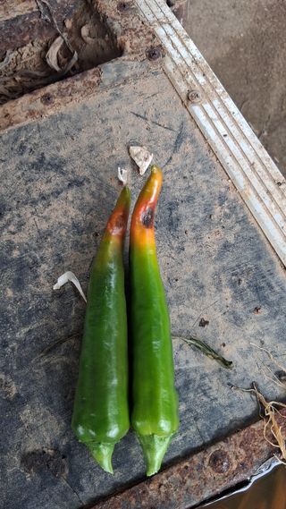 파주초보농사꾼님의 기타작물 · 영농일지 작성글 사진