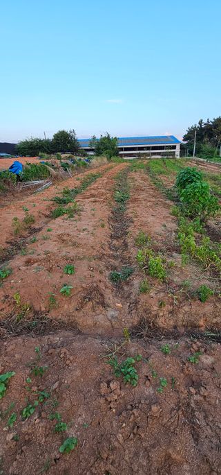 설장구님의 기타작물 · 영농일지 작성글 사진