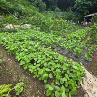 오케바리(옥경종)님의 콩 · 영농일지 작성글 사진