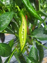 쌀돌이님의 작성글 사진