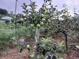 엄기덕님의 작성글 사진