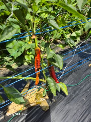 소병찬님의 고추 · 영농일지 작성글 사진