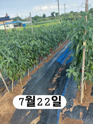 나성주님의 기타작물 · 영농일지 작성글 사진