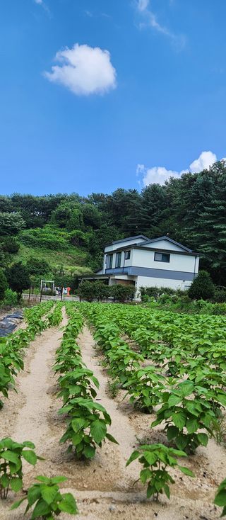 안나님의 기타작물 · 영농일지 작성글 사진