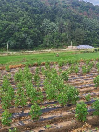 (천지산)님의 벼 · 영농일지 작성글 사진