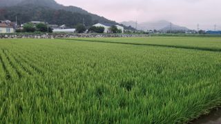 수기님의 벼 · 영농일지 작성글 사진