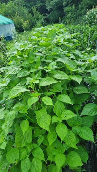의성촌놈님의 기타작물 · 영농일지 작성글 사진