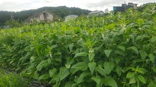 최춘득 청대산 님의 고추 · 영농일지 작성글 사진